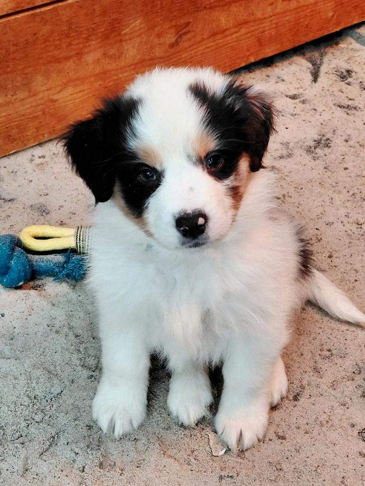 Nog 2 Australian shepherd pups met STAMBOOM ♡, Dieren en Toebehoren, Honden | Herdershonden en Veedrijvers, Meerdere dieren, Herder