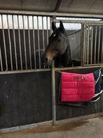 Verzorger gezocht, Dieren en Toebehoren, Ophalen of Verzenden, Zo goed als nieuw