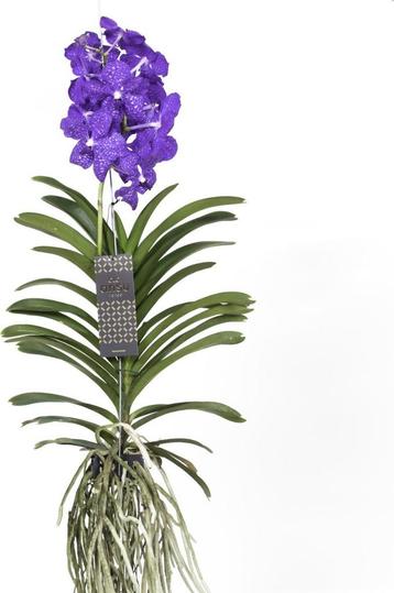Vanda Magic XXL - Koningsblauw beschikbaar voor biedingen