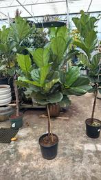 Ficus lyrata / tabaksplant 180/200cm, Ophalen, Ficus, 150 tot 200 cm