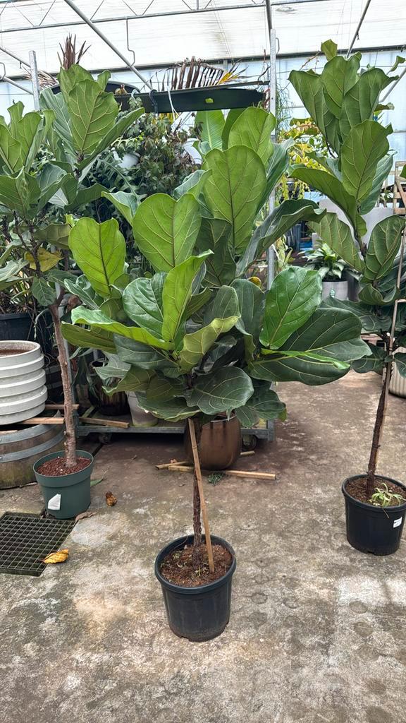 Ficus lyrata / tabaksplant 180/200cm, Huis en Inrichting, Kamerplanten, Ficus, 150 tot 200 cm, Ophalen