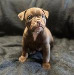 Old English Bulldog pup, Dieren en Toebehoren, Honden | Bulldogs, Pinschers en Molossers, 8 tot 15 weken, Bulldog, Meerdere, Meerdere dieren