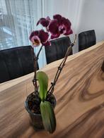 orkidee, Huis en Inrichting, Kamerplanten, Ophalen, Halfschaduw, Minder dan 100 cm