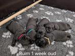 Zwarte labrador puppy's met stamboom, CDV (hondenziekte), Particulier, Meerdere, 8 tot 15 weken