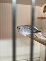 Diamantduiven, Dieren en Toebehoren, Meerdere dieren