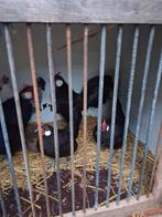 Java krielen kippen, Dieren en Toebehoren, Pluimvee, Meerdere dieren, Kip