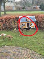 Indische loopeenden., Dieren en Toebehoren, Meerdere dieren, Eend