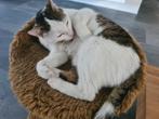 Lieve poes (geb. datum 22-08-2020), Poes, Kortharig, 3 tot 5 jaar