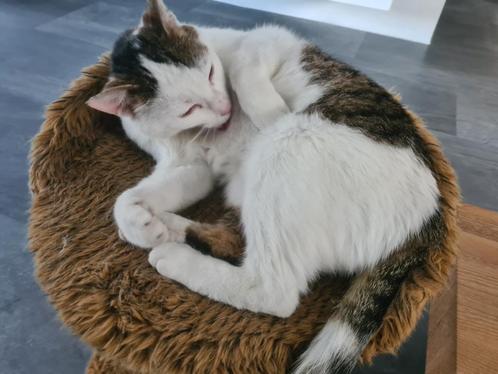 Lieve poes (geb. datum 22-08-2020), Dieren en Toebehoren, Katten en Kittens | Overige Katten, Kortharig, Poes, 3 tot 5 jaar