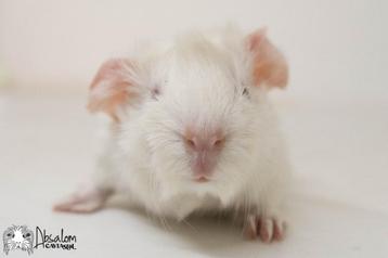 Lilac witte peruvian cavia beschikbaar voor biedingen