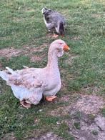 Toulouse man gezocht, Dieren en Toebehoren, Pluimvee