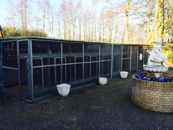 gezocht kaketoes voor op vogelpark, Dieren en Toebehoren, Vogels | Parkieten en Papegaaien, Papegaai, Meerdere dieren