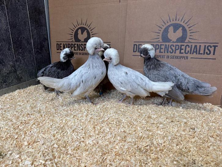 Jonge Hollandse Kuifhoen krielkippen gesekst & ingeënt, Dieren en Toebehoren, Pluimvee, Kip, Vrouwelijk