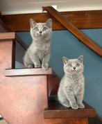2 Britse Korthaar kittens Geënt & Gechipt, Dieren en Toebehoren, Katten en Kittens | Raskatten | Korthaar, Meerdere dieren, Gechipt