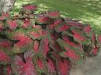 Caladium Red Flash knol, Overige soorten, Ophalen of Verzenden, Groene kamerplant