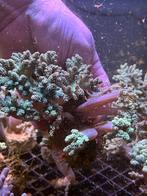 Capnella Kenia boom koraal stekjes, Dieren en Toebehoren, Ophalen, Plant(en), Steen of Hout