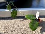 Hoya globulosa, Ophalen, Overige soorten, Halfschaduw, Minder dan 100 cm