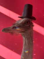 Taxidermy opgezette struisvogel, Ophalen, Vogel, Opgezet dier