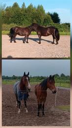 Verzorger (bijrijder) gezocht, Dieren en Toebehoren, Ophalen of Verzenden, Nieuw, Recreatie