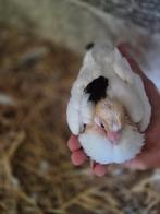 Jonge duiven tekoop, Dieren en Toebehoren, Pluimvee | Toebehoren, Ophalen of Verzenden, Overige typen