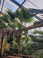 Washingtonia Robusta. Palmboom multistam, Tuin en Terras, Planten | Bomen, Ophalen, Zomer, Volle zon, Palmboom