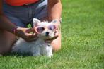 West highland white terrier pups, België, Particulier, Rabiës (hondsdolheid), 15 weken tot 1 jaar