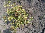 Skimmia en Blauwe Passiebloem gratis, Ophalen, Zomer, Volle zon