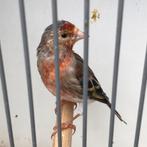 Bastaard putter man, Dieren en Toebehoren, Mannelijk, Wildzangvogel, Geringd