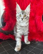Prachtig maine coon poesje, Poes, Gechipt, 0 tot 2 jaar