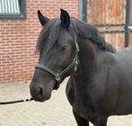 **NIEUW** 3jarige zwarte ruin met allround kwaliteit, Dieren en Toebehoren, Pony's, Ruin, Springpony, 3 tot 6 jaar, C pony (1.27m tot 1.37m)