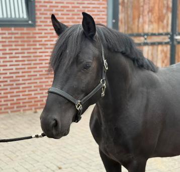 **NIEUW** 3jarige zwarte ruin met allround kwaliteit beschikbaar voor biedingen