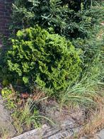 Hinoki Cypress, Tuin en Terras, Ophalen, Overige soorten, 100 tot 250 cm