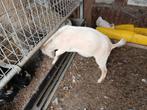 2 hoornloze bokjes, Dieren en Toebehoren, Schapen, Geiten en Varkens, Mannelijk, Geit, 0 tot 2 jaar