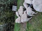 Ooilammeren voor fokkerij, Meerdere dieren, Schaap
