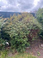 Bloemen struik, Ophalen of Verzenden, Overige soorten