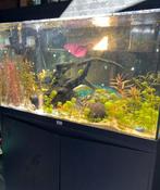 Aqualantis splendid 100 (200 ltr), Dieren en Toebehoren, Vissen | Aquaria en Toebehoren, Ophalen of Verzenden, Gebruikt, Leeg aquarium