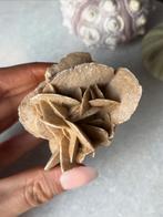 Woestijnroos, Ophalen of Verzenden