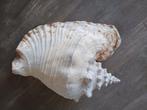 Grote schelp, Ophalen of Verzenden, Schelp(en)