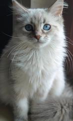 Siberische Poesje Beschikbaar 850e, Dieren en Toebehoren, Poes, Gechipt, 0 tot 2 jaar