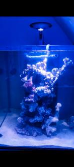 Mooi show Zeeaquarium!, Dieren en Toebehoren, Ophalen