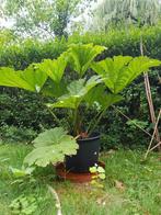 Gunnera Manicata, Tuin en Terras, Planten | Tuinplanten, Vaste plant, Halfschaduw, Zomer, Ophalen