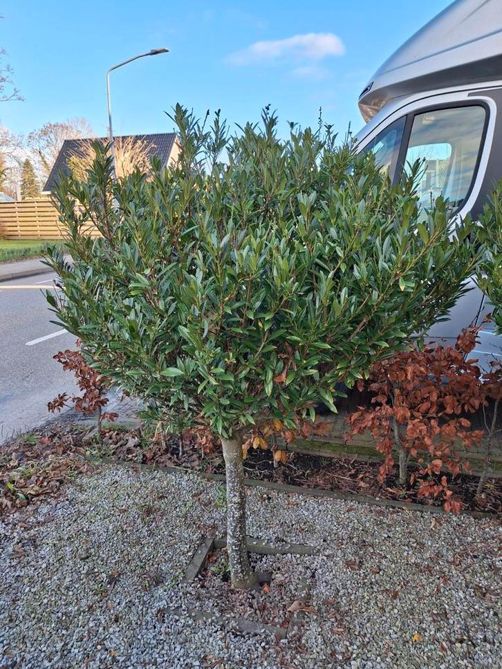 Te koop deze 2 (Australische) Laurierkers op stam!, Tuin en Terras, Planten | Bomen, Overige soorten, 100 tot 250 cm, Volle zon