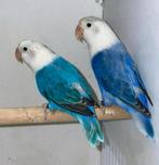 Schitterende koppel Agapornis Fischeri, Meerdere dieren, Dwergpapegaai of Agapornis, Tam