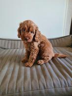 Australian Labradoodle Pups Grote Mini, Overige rassen, Meerdere, Meerdere dieren, Nederland
