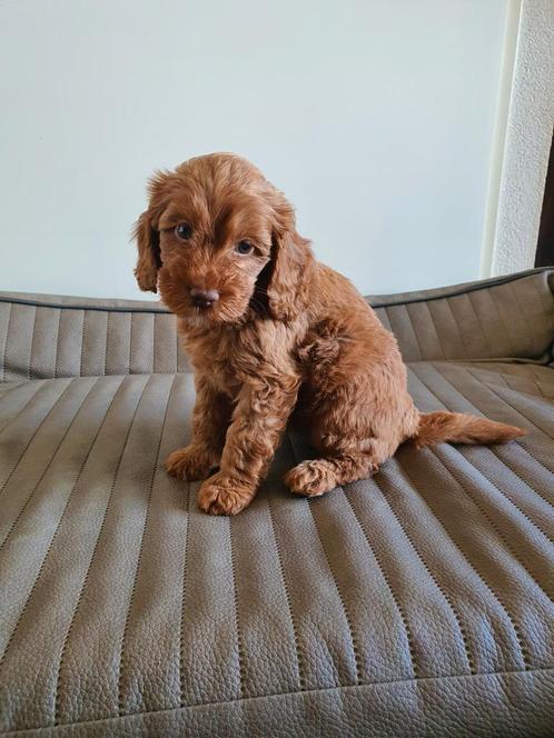 Australian Labradoodle Pups Grote Mini, Dieren en Toebehoren, Honden | Retrievers, Spaniëls en Waterhonden, Meerdere dieren, Overige rassen