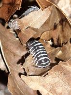 Grote kweek Armadillidium maculatum "zebra" isopods pissebed, Overige soorten