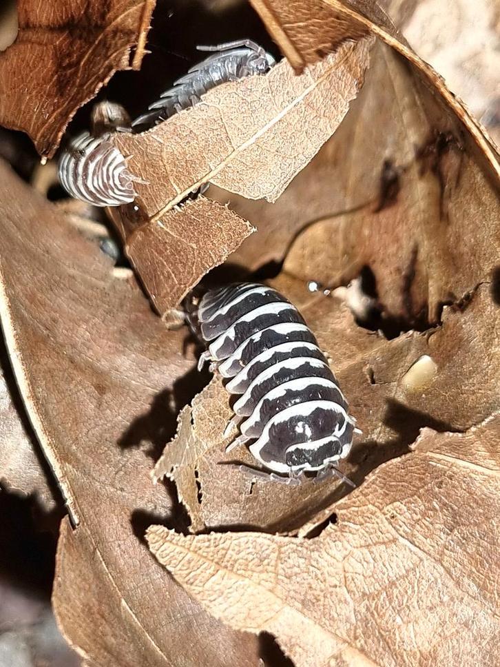 Grote kweek Armadillidium maculatum "zebra" isopods pissebed, Dieren en Toebehoren, Insecten en Spinnen, Overige soorten