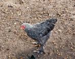 Brahma haan Koekoek, Dieren en Toebehoren, Pluimvee, Mannelijk, Kip