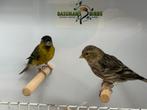 Baardsijs - Spinus barbatus, Dieren en Toebehoren, Meerdere dieren