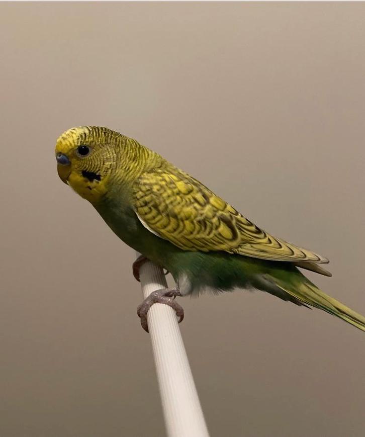 Super knappe tamme grasparkiet baby! (Evt met toebehoren), Dieren en Toebehoren, Vogels | Parkieten en Papegaaien, Parkiet, Mannelijk